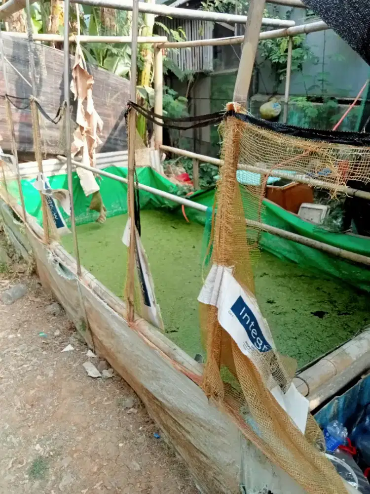 Kolam terpal Korea