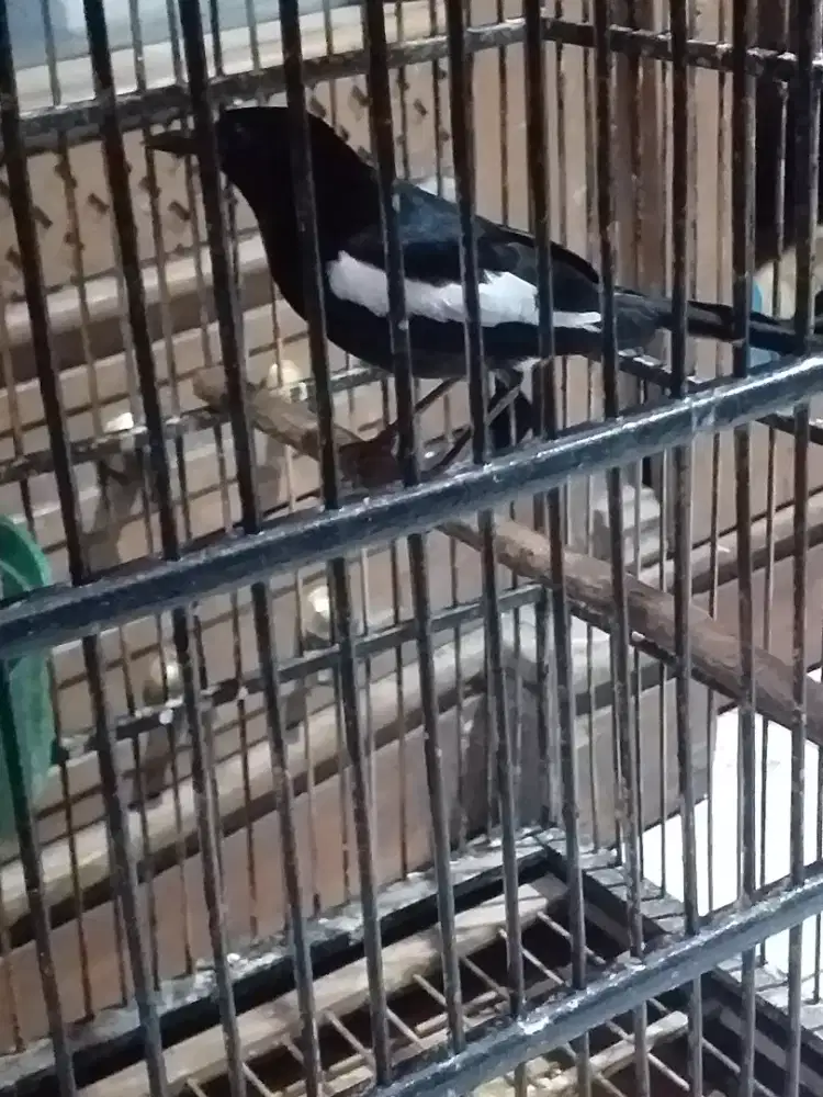 Kacer teretesdada hitam rawatan bunyi