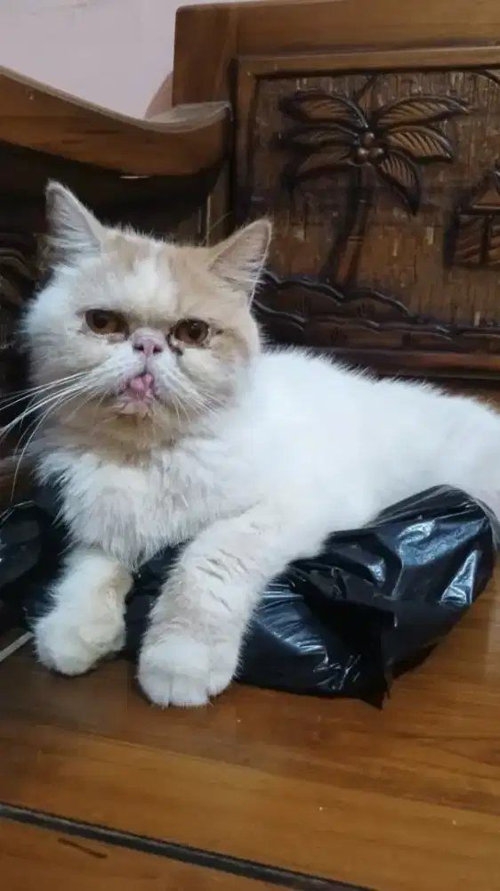 Kucing Persia peaknose