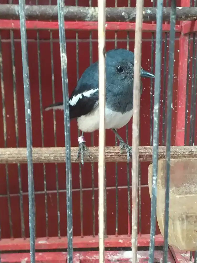 Kacer betina usia mapan mulus