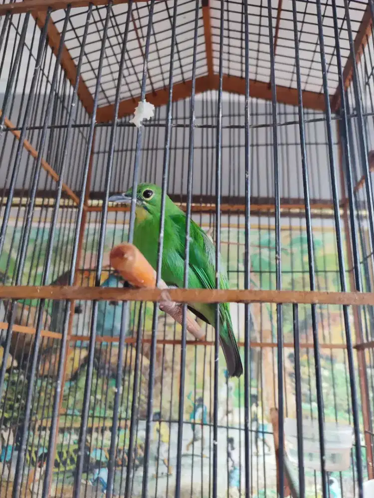 Burung betina usia siapan