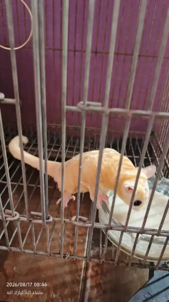 sugar glider leucistic