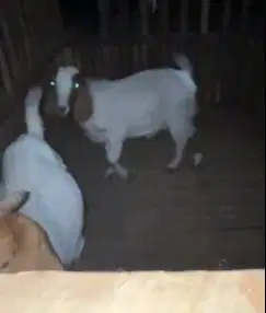 sepasang bakalan kambing boer F2 5 bulanan 1 jantan 1 betina unggulan