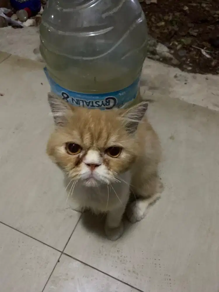 Kucing pesek jantan