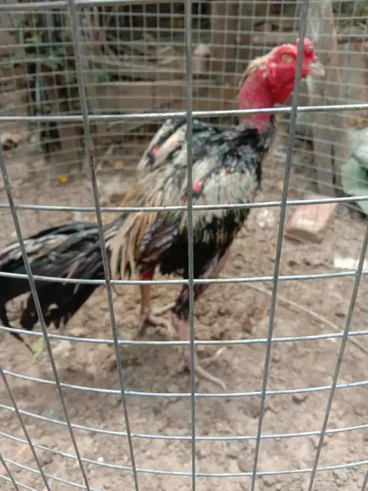 ayam Siam bangkok