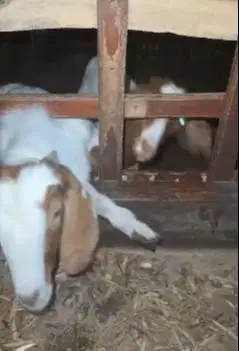 sepasang bakalan kambing boer 5 bln F2 series 1 jantan 1 betina unggul