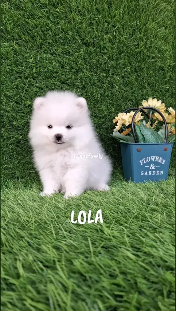 Teacup Pom dan Supermini Pom