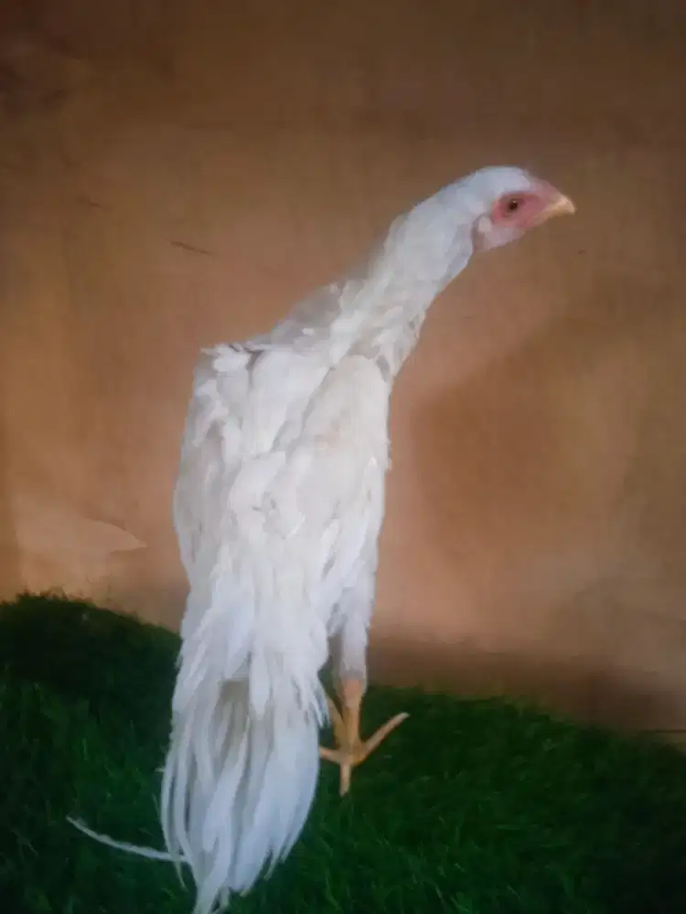 Ayam bangkok ekorlidi