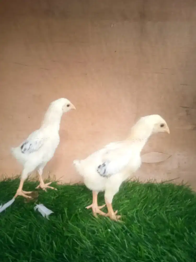 Ayam shamo anak 3 minggu