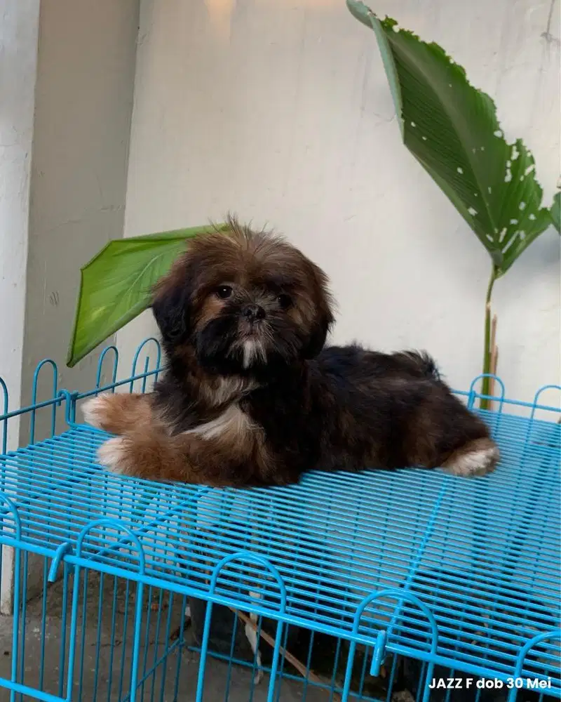 surabaya Anjing shihtzu shih tzu shitzu shitsu sitzhu