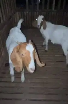 sepasang bibit kambing boer F2 5 bulanan 1 jantan 1 betina unggulan ok