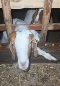sepasang bakalan kambing boer F2 5 bulanan 1 jantan 1 betina jamin top
