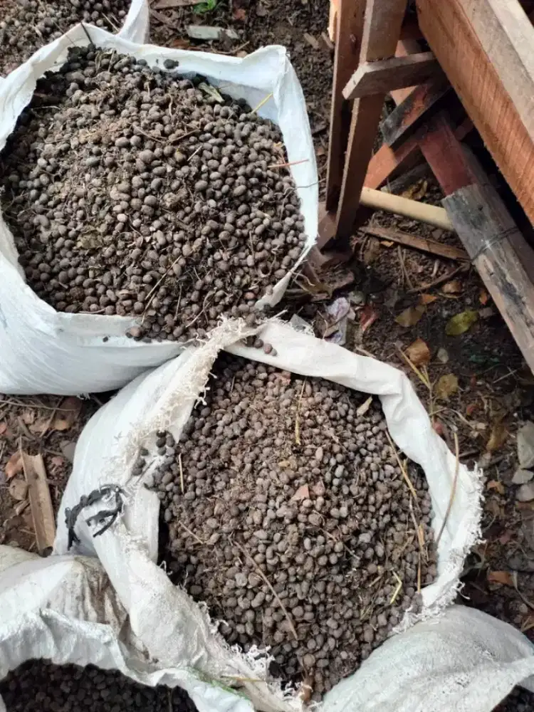 Pupuk kandang kohe kambing dahsyat