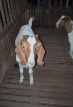 sepasang bakalan kambing boer 5 bulanan unggulan 1 jantan 1 betina top