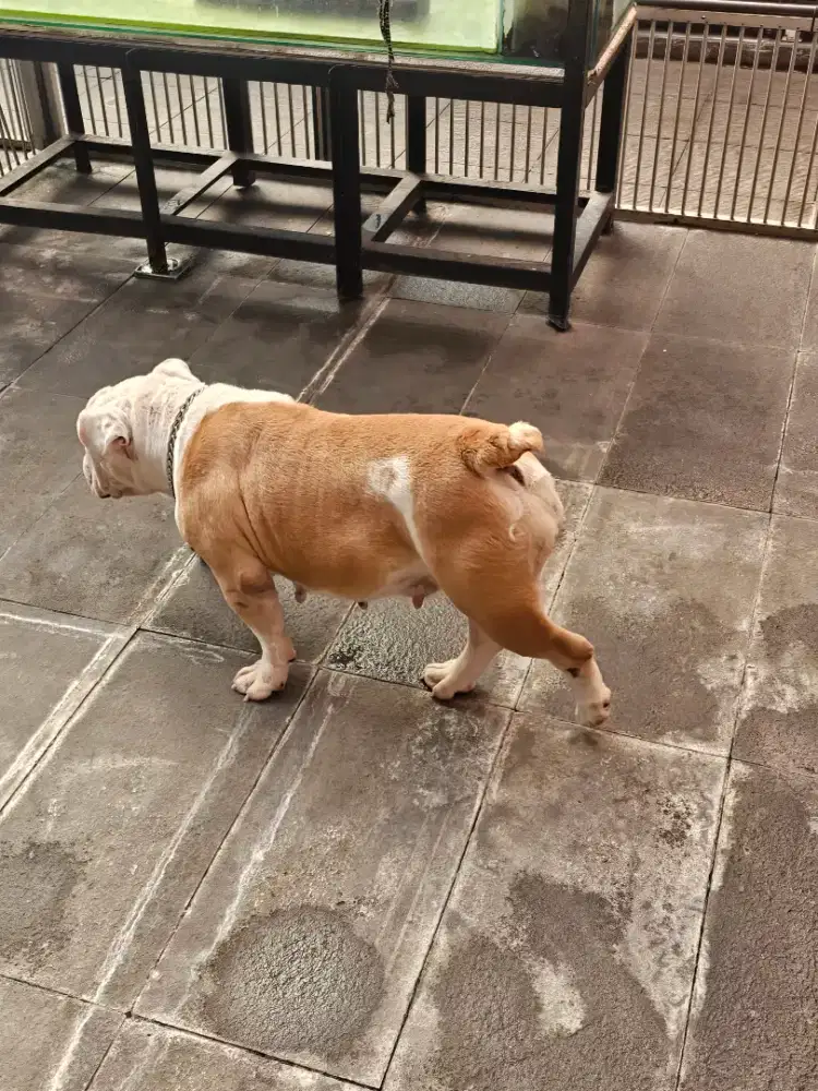 Jual murah indukan english bulldog