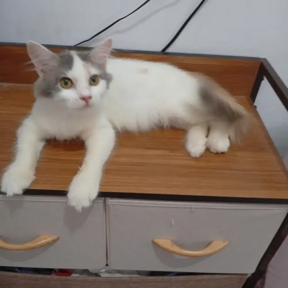 Kucing persia lucu