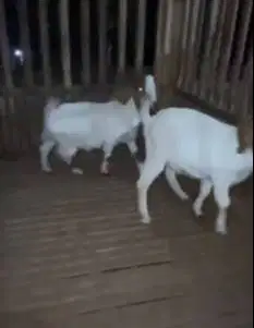 sepasang bakalan kambing boer F2 5 bulanan siap ternak budidaya manteb