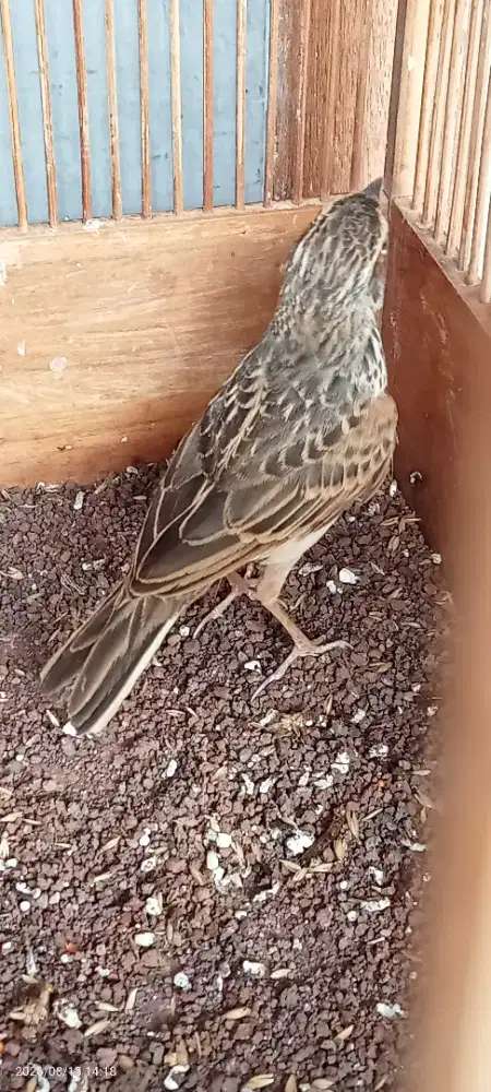 Branjang parva spek ngiriwik burung sehat,