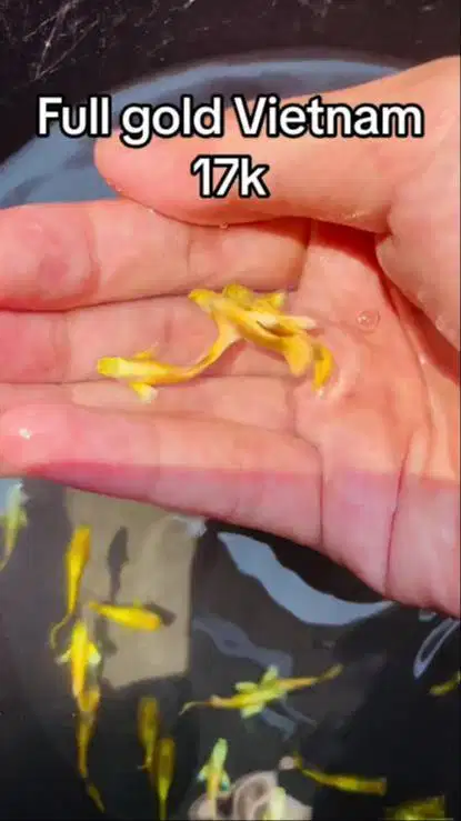 Ikan Guppy full gold