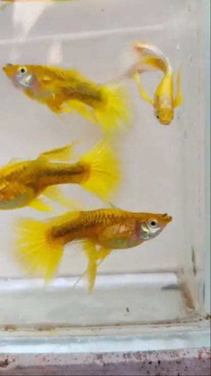 Ikan guppy full gold ribborn