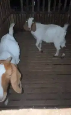 sepasang bakalan kambing boer F2 5 bulan siap ternak unggulan rawatan