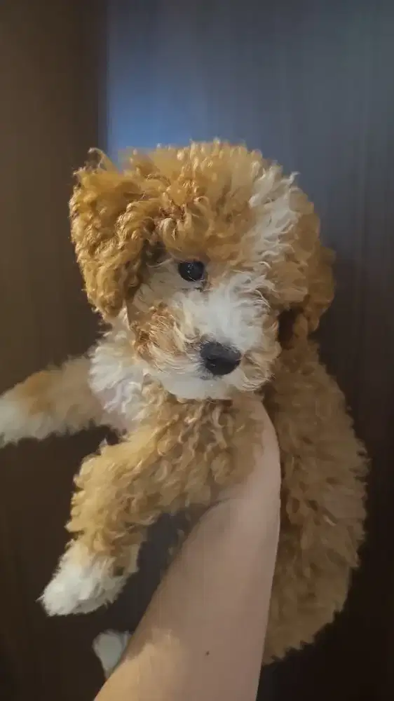 Poodle Female 3 month