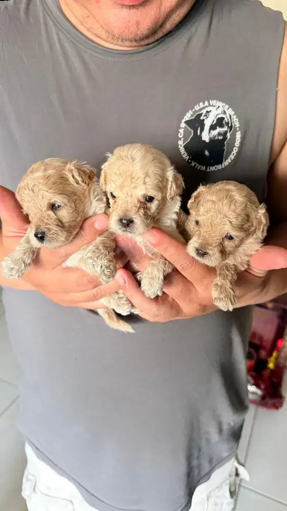 Anakan Toy Poodle masih unyu2
