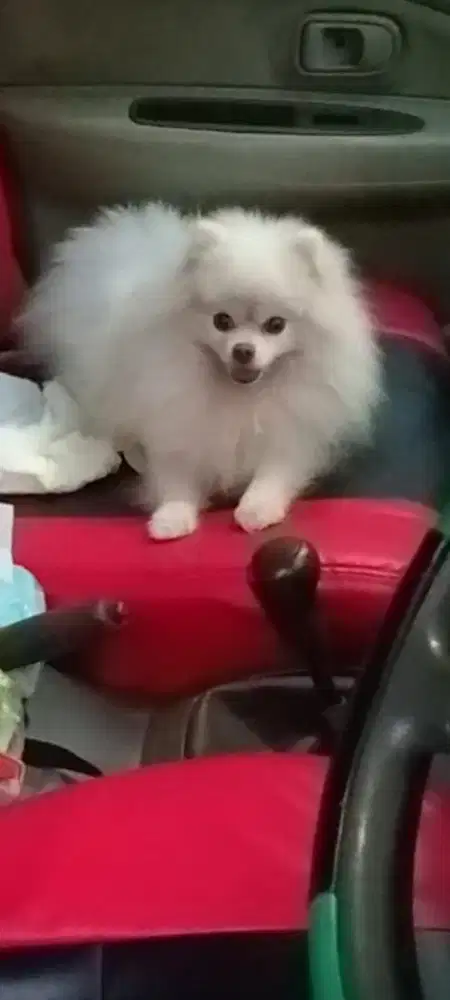 Anjing minipom jantan stb