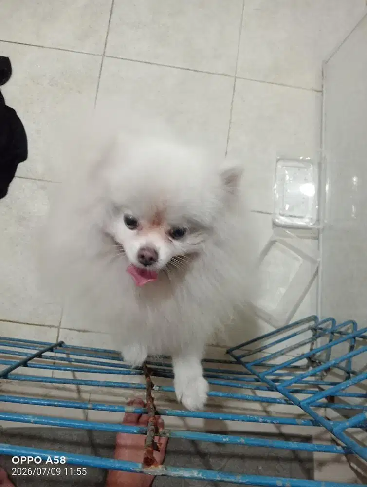Anjing minipom jantan stb