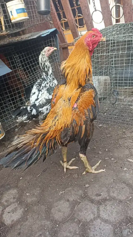 ayam bangkok jenis ekor lidi