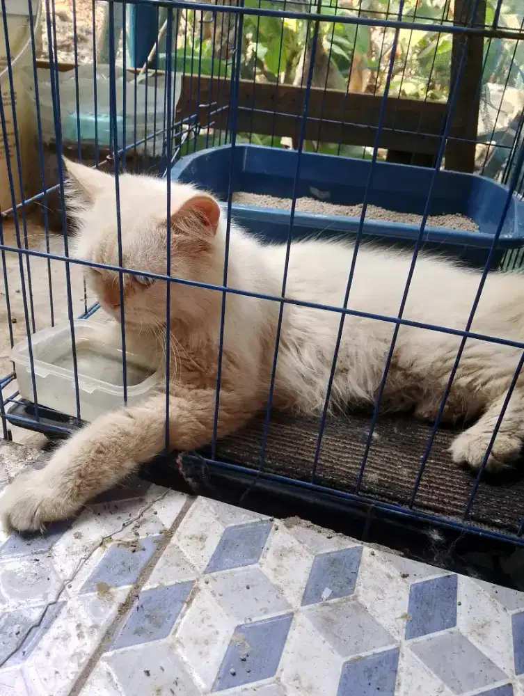 Oper adopsi cepat