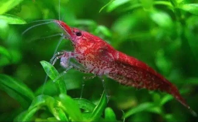 Udang red chery
