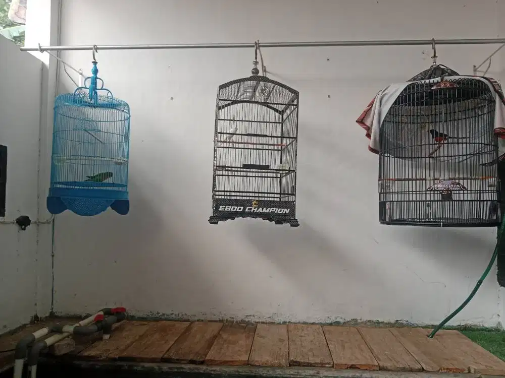 Murai batu kenari lokbird