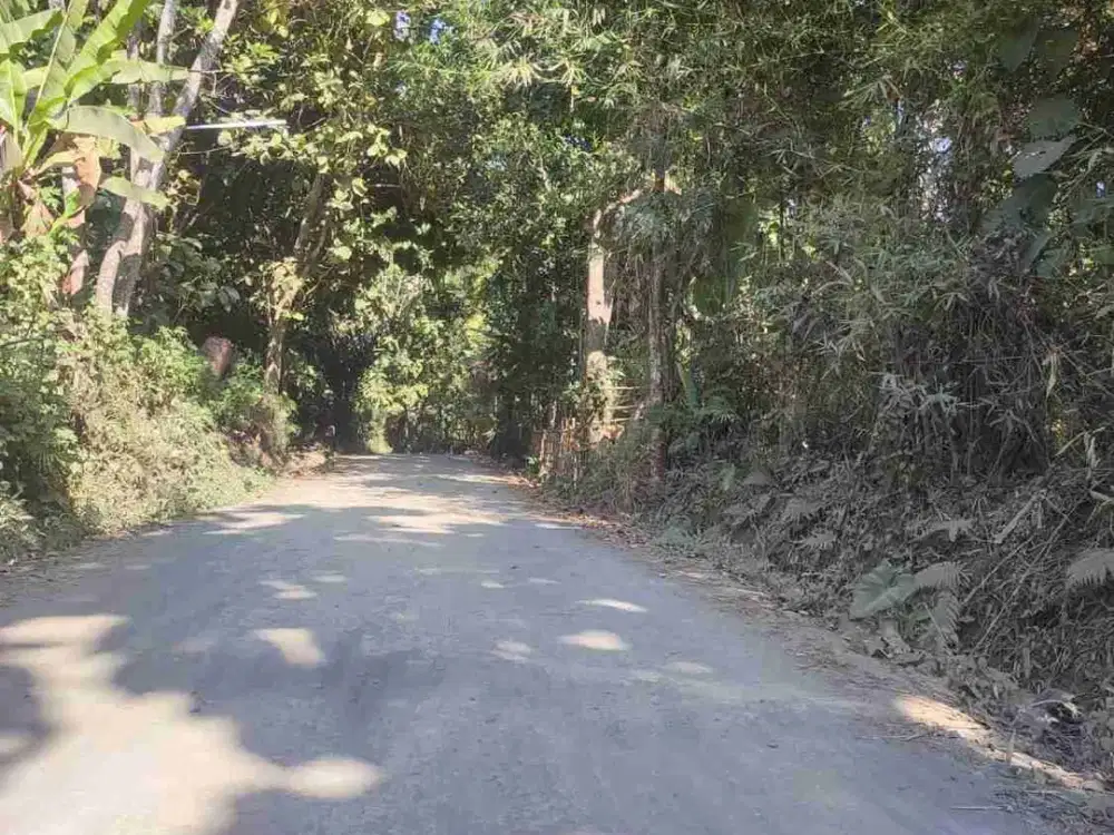 Kebun DURIAN dijual di Tlogosari Bondowoso