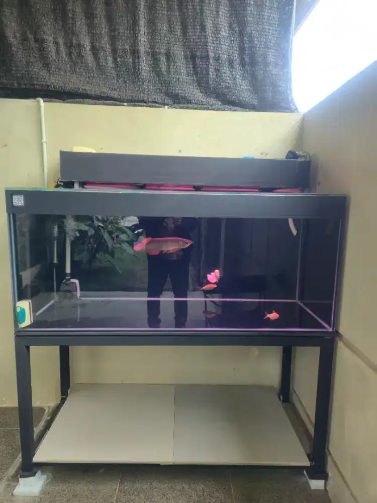 Aquarium + Arwana Super Red