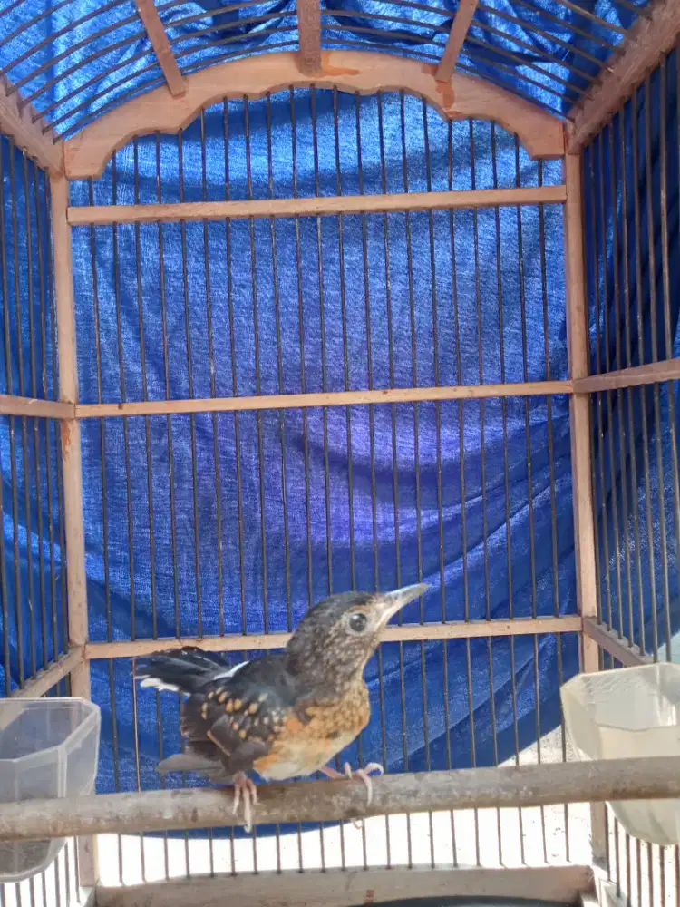 Murai trotolan trahan