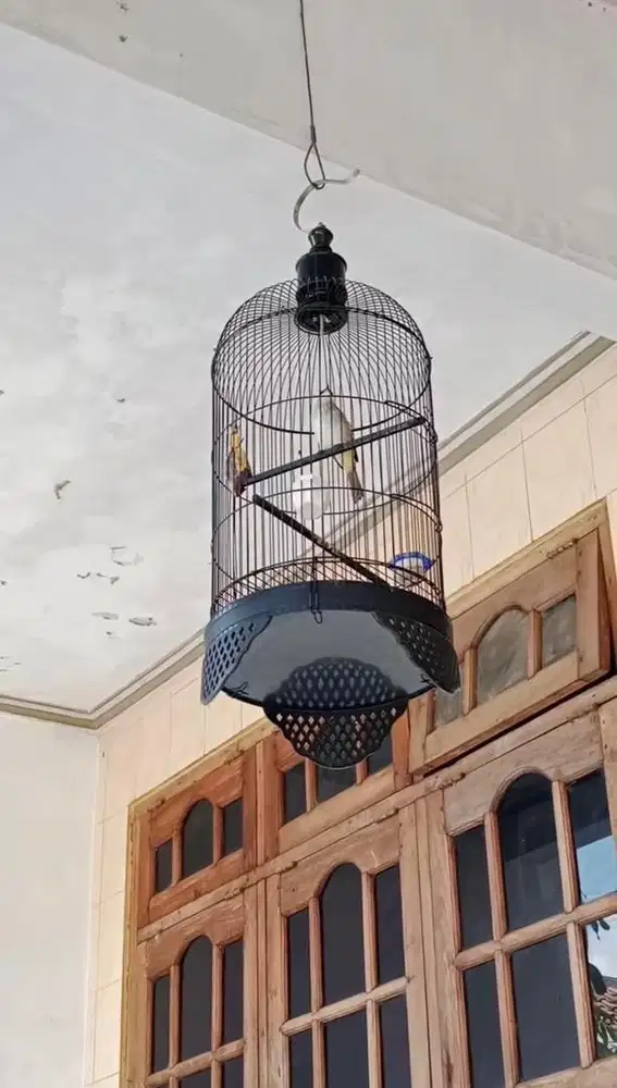 Burung Trucukan