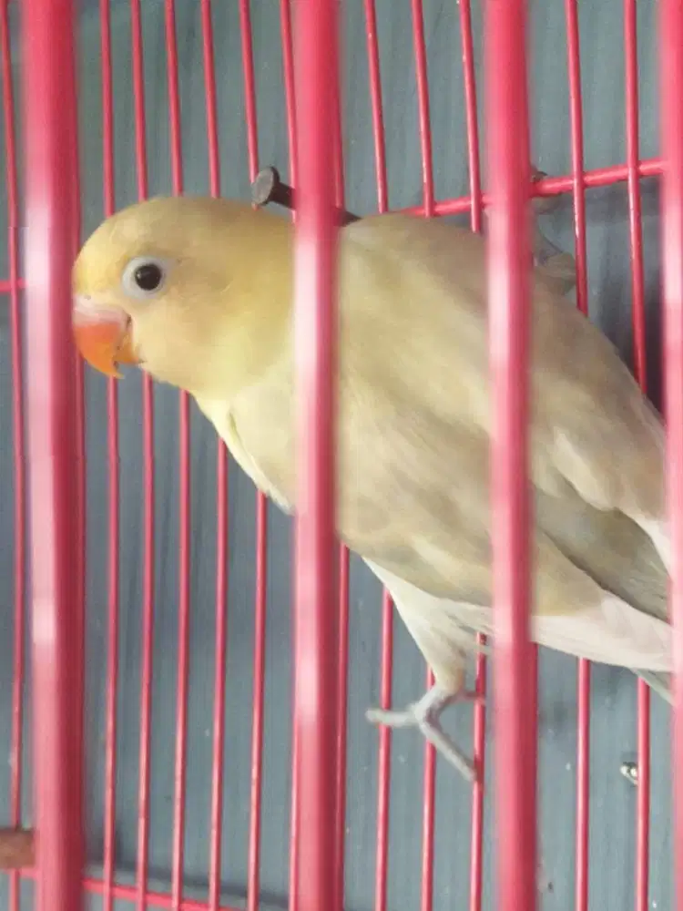 Burung loveBird Remaja