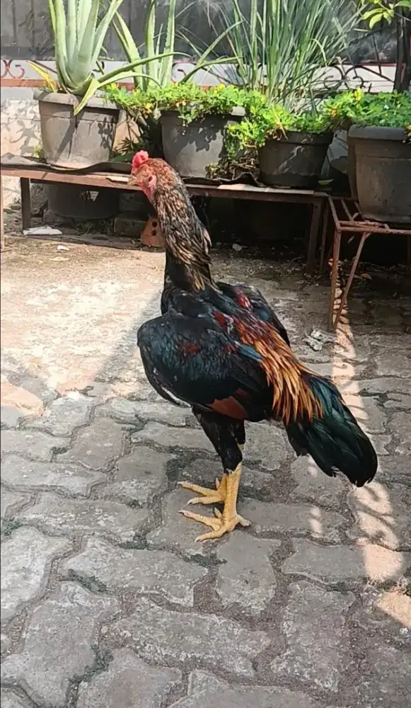 Ayam Bangkok Brazillian x Shamo