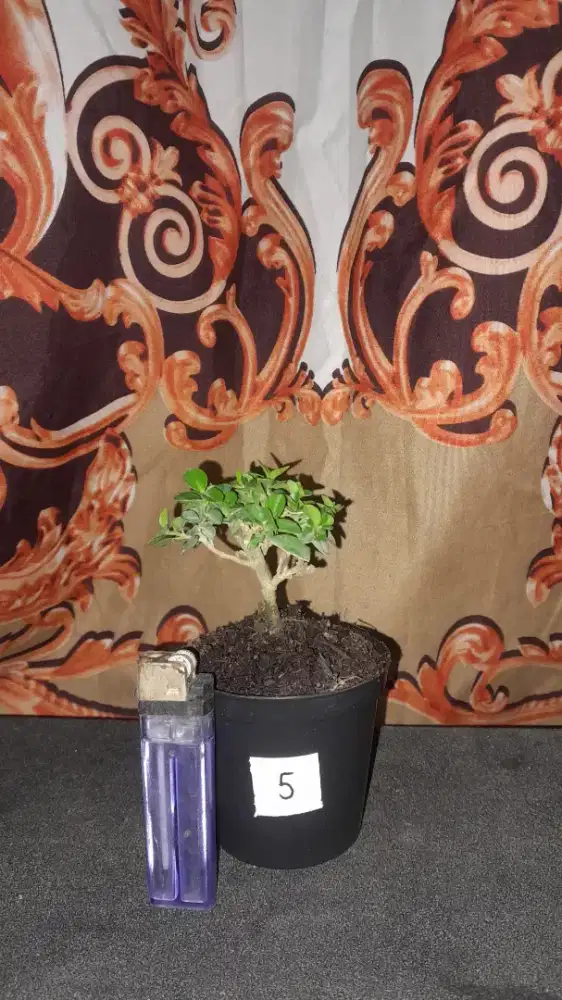 Bonsai shito murah paketan