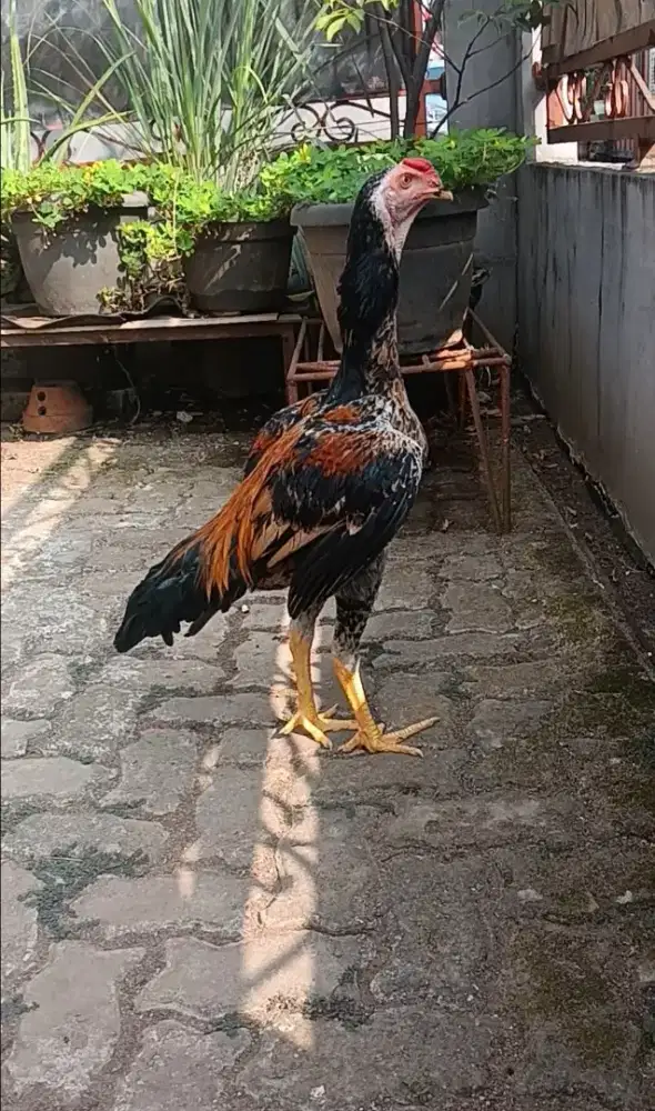 Ayam Bangkok Shamo 3c