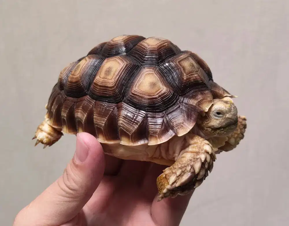 Kura kura darat sulcata dan kandang kerangka besi