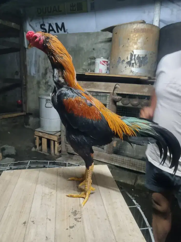Ayam bangkok BKxpakhoy