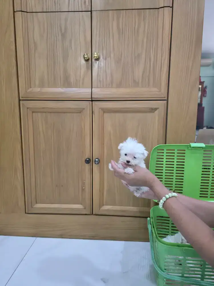 Mini bichon betina female keturunan import