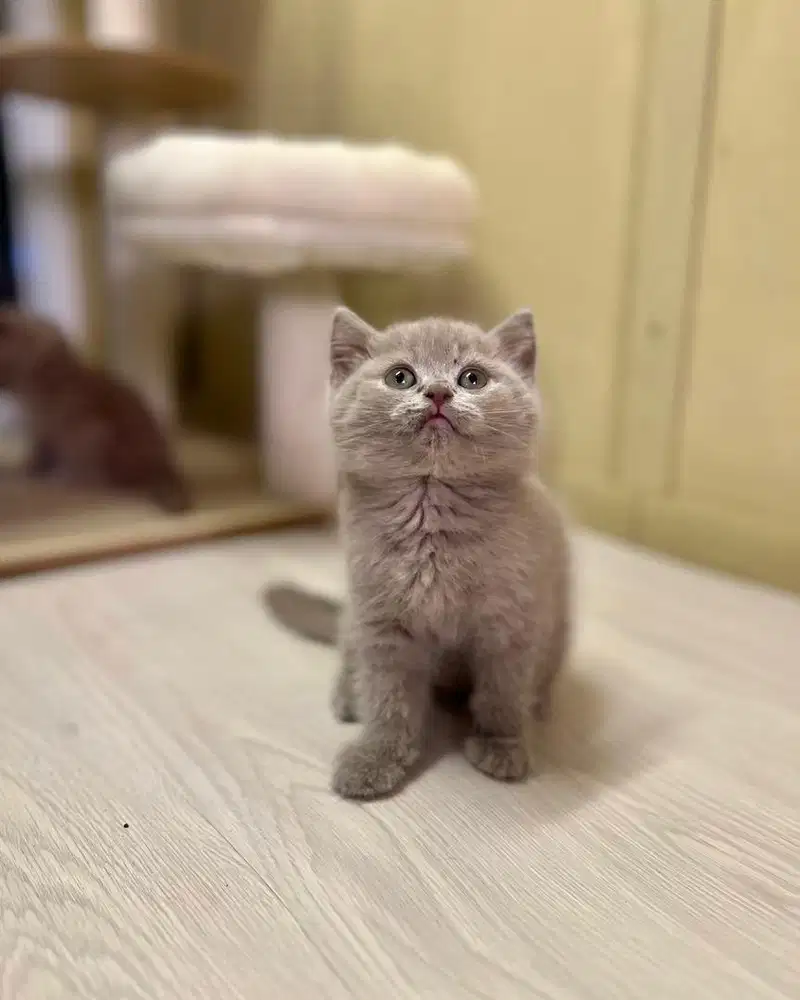 Kucing british shorthair Bsh Lilac