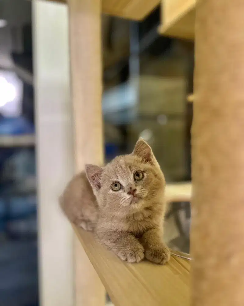 Kucing british shorthair Bsh lilac