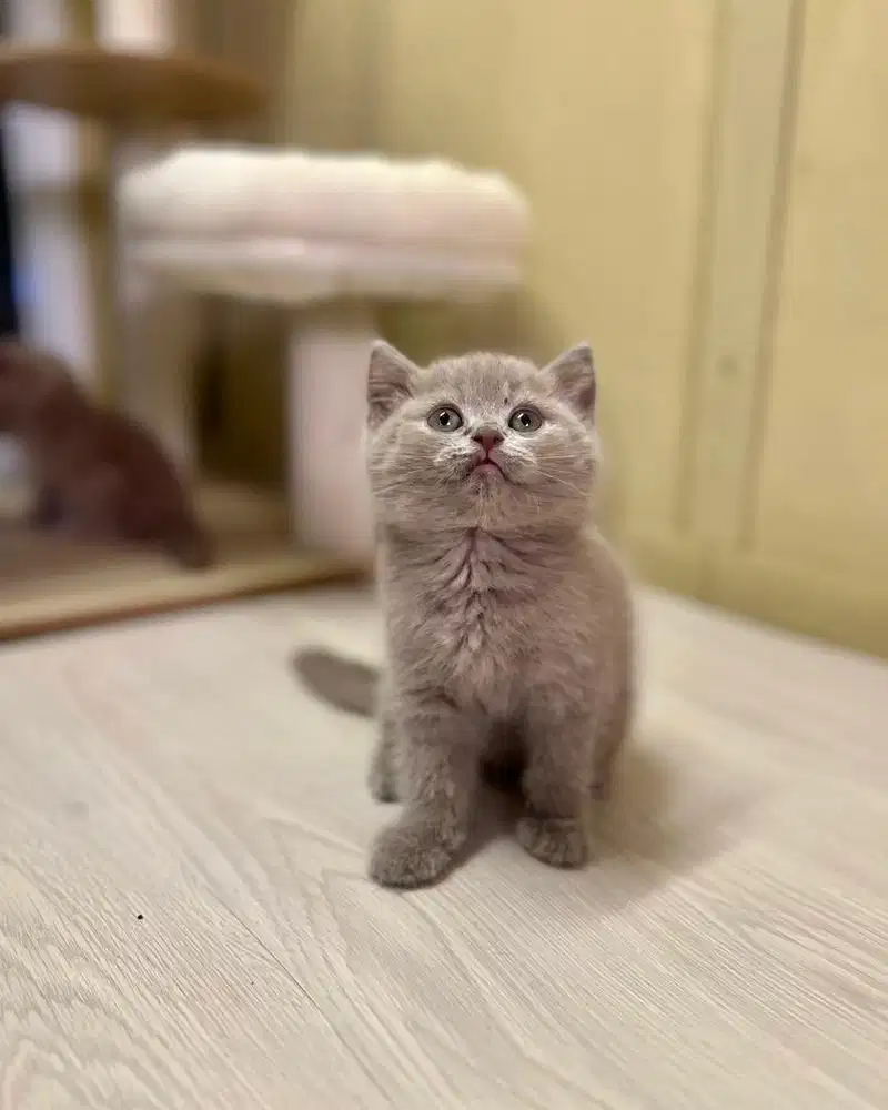Kucing british shorthair Bsh Lilac