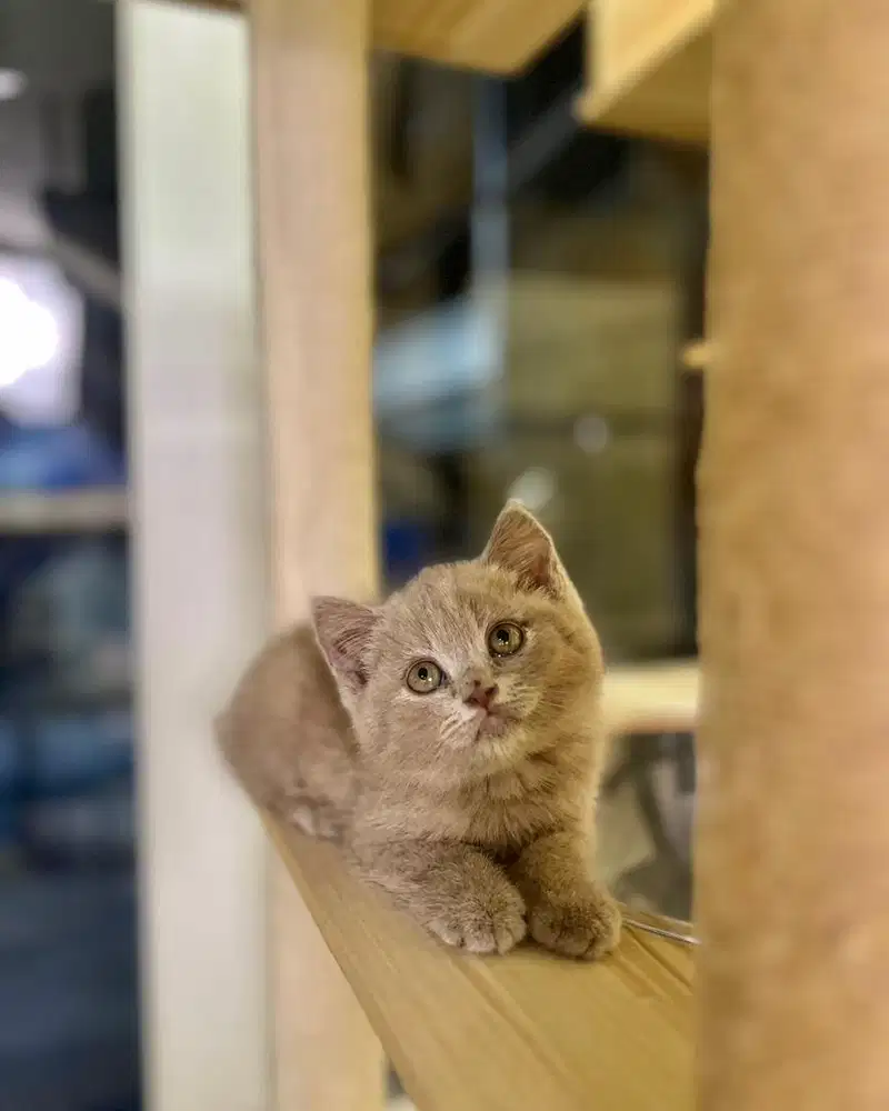 Kucing british shorthair Bsh Lilac