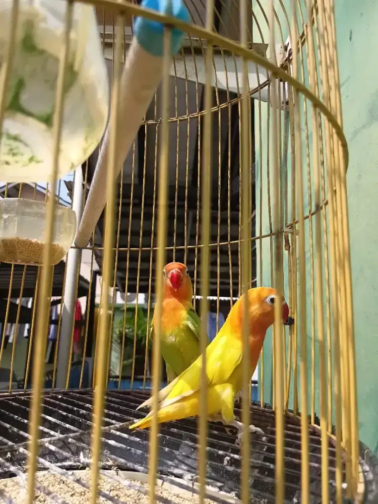 Lovebird fullset
