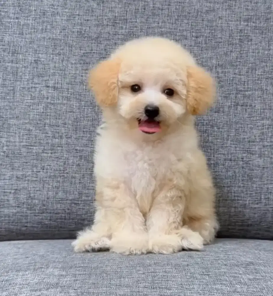 Poodle betina lucu